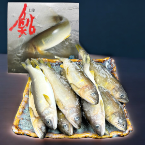 Cá Đắng Ayu ( cá hương) Nhật Bản không trứng